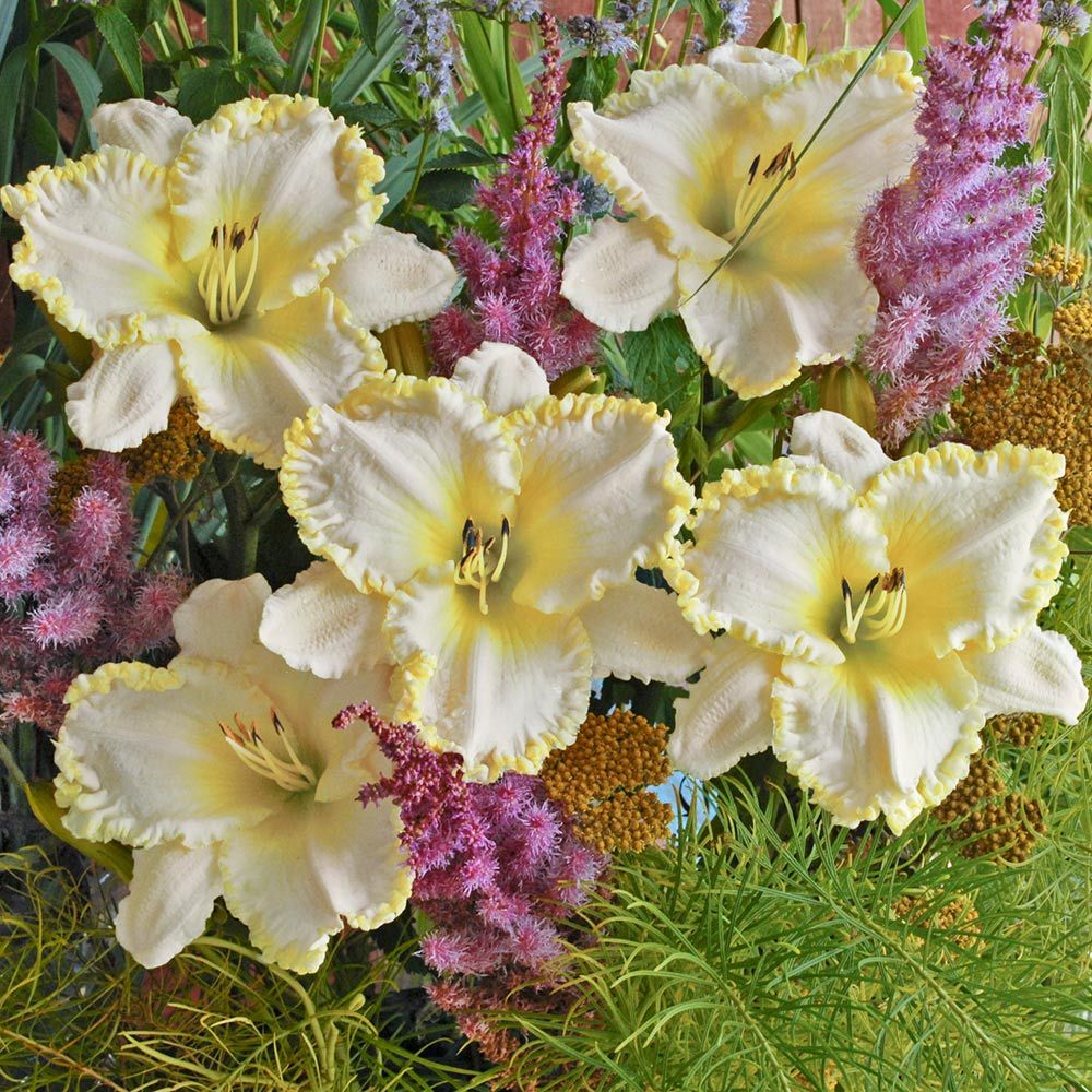 Hemerocallis (Daylily) 'Marque Moon' White Flower Farm