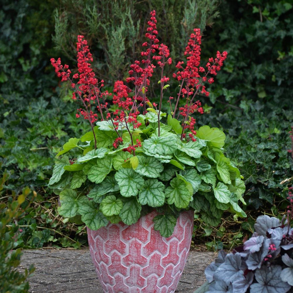 Heuchera Dolce® 'Appletini'