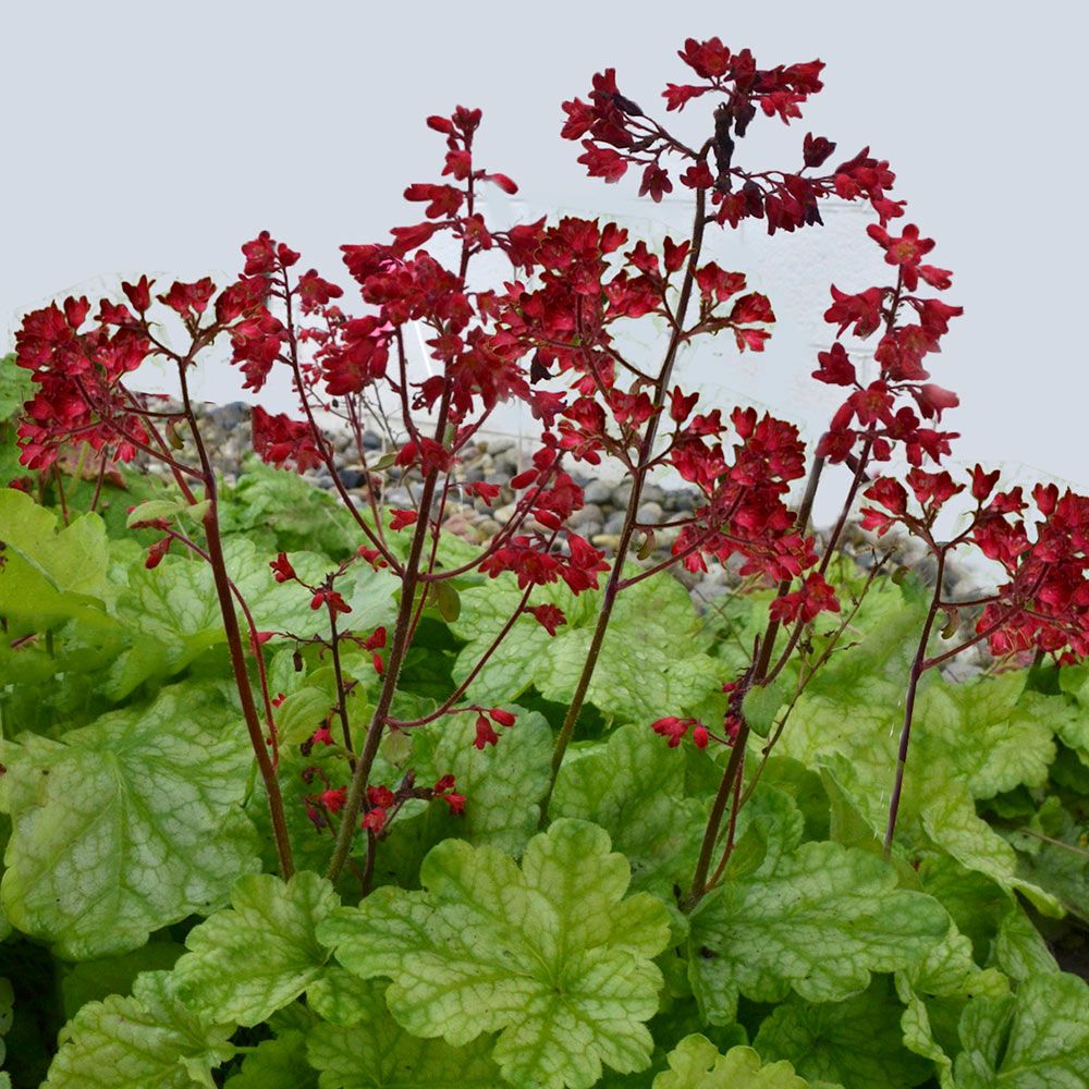Heuchera Dolce 'Appletini' - Thumbnail 4