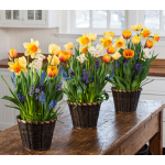  Breath of Spring Bulb Collections to 3 Addresses - Standard Shipping Included