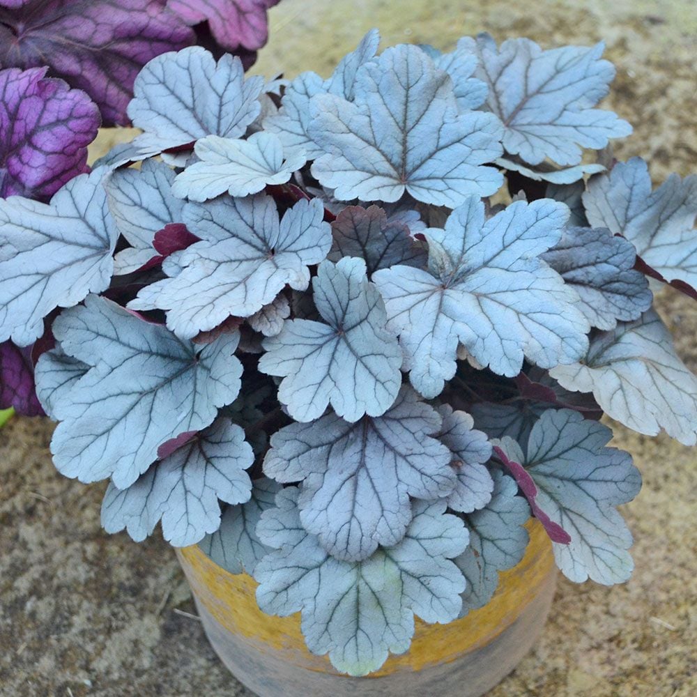 Heuchera Dolce® 'Silver Gumdrop'