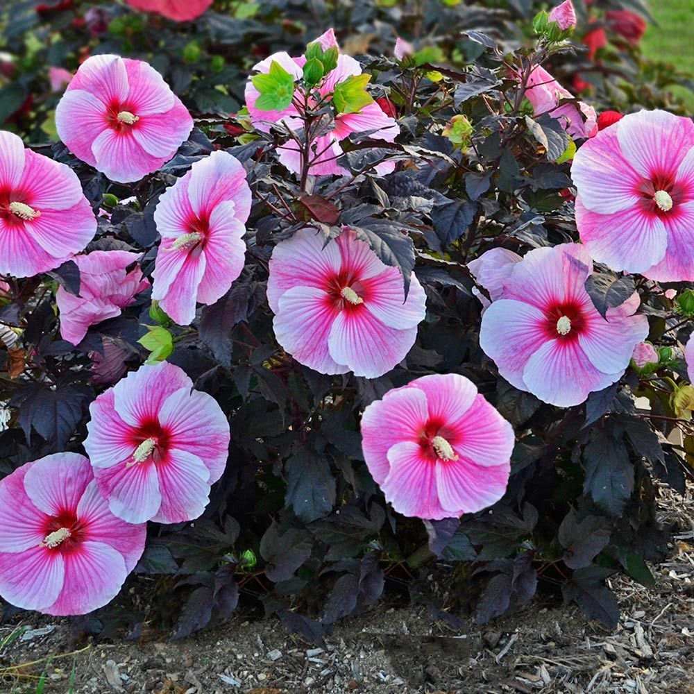 Image of Hibiscus arborescens full bloom