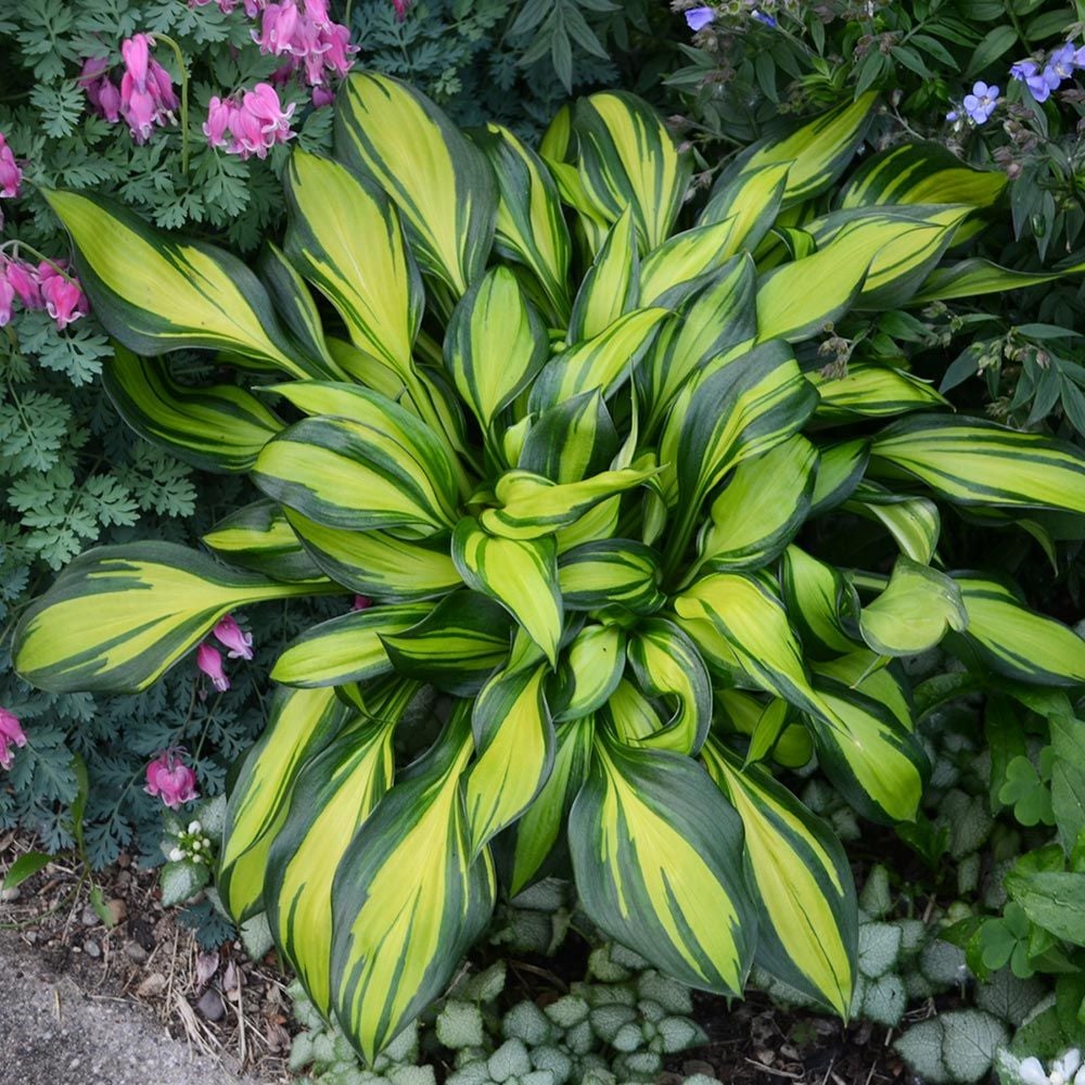 Hosta Rainbow’s End | White Flower Farm