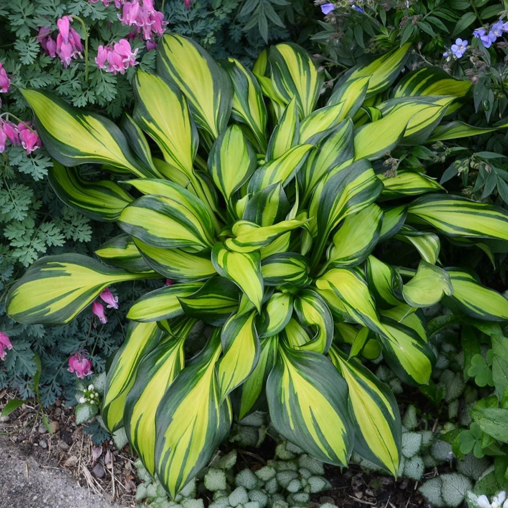 Hosta 'Rainbow's End'