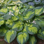  Hosta 'Brother Stefan'