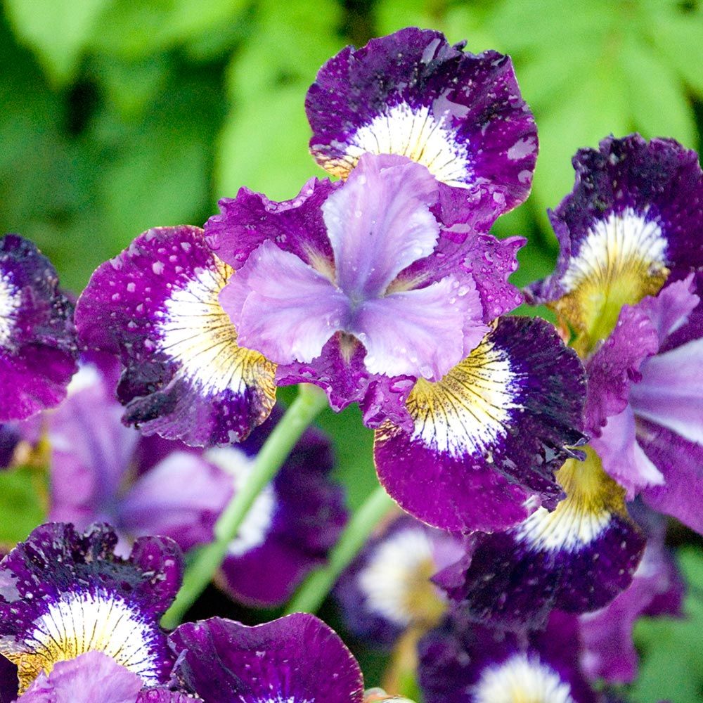 Iris sibirica 'Jewelled Crown' White Flower Farm