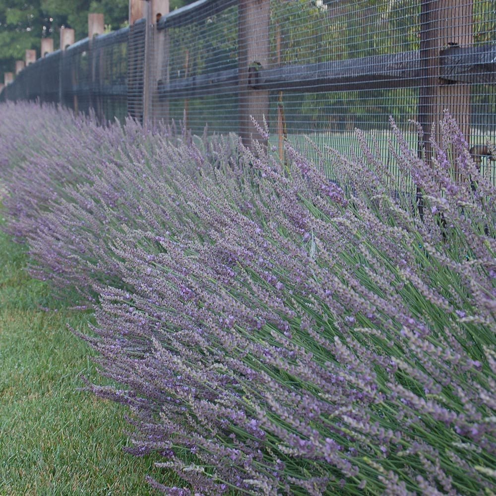 Phenomenal Lavender, Lavandula