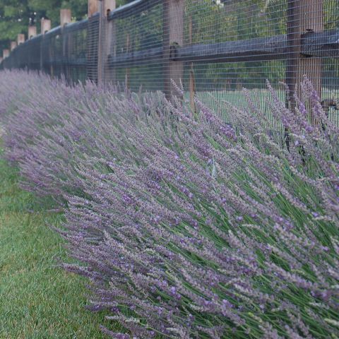  Lavandula x intermedia (Lavender) Phenomenal™ - 1 pint pot