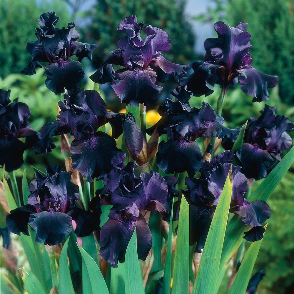 Iris germanica 'Superstition'
