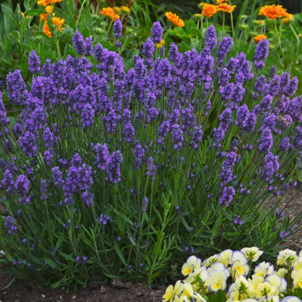 Lavandula angustifolia (Lavender) Sweet Romance®