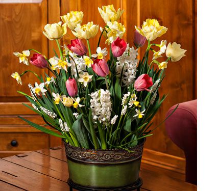 Spring Chorus Bulb Collection  White Flower Farm