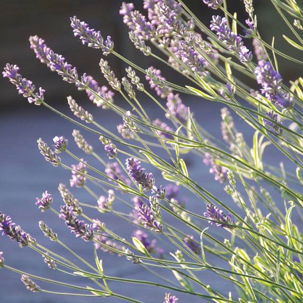 Lavandula angustifolia Platinum Blonde™  White Flower Farm