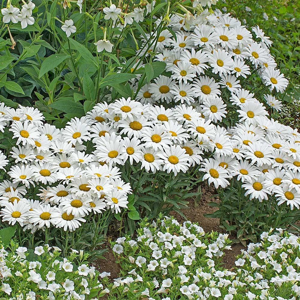 Leucanthemum superbum Amazing Daisies® Daisy May®