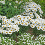  Leucanthemum superbum Amazing Daisies® Daisy May®