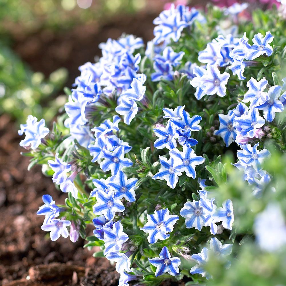 ［新品］SLOTHREAT Allium Lithodora diffusa 'Star' | White Flower Farm