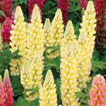  Lupinus 'Chandelier'