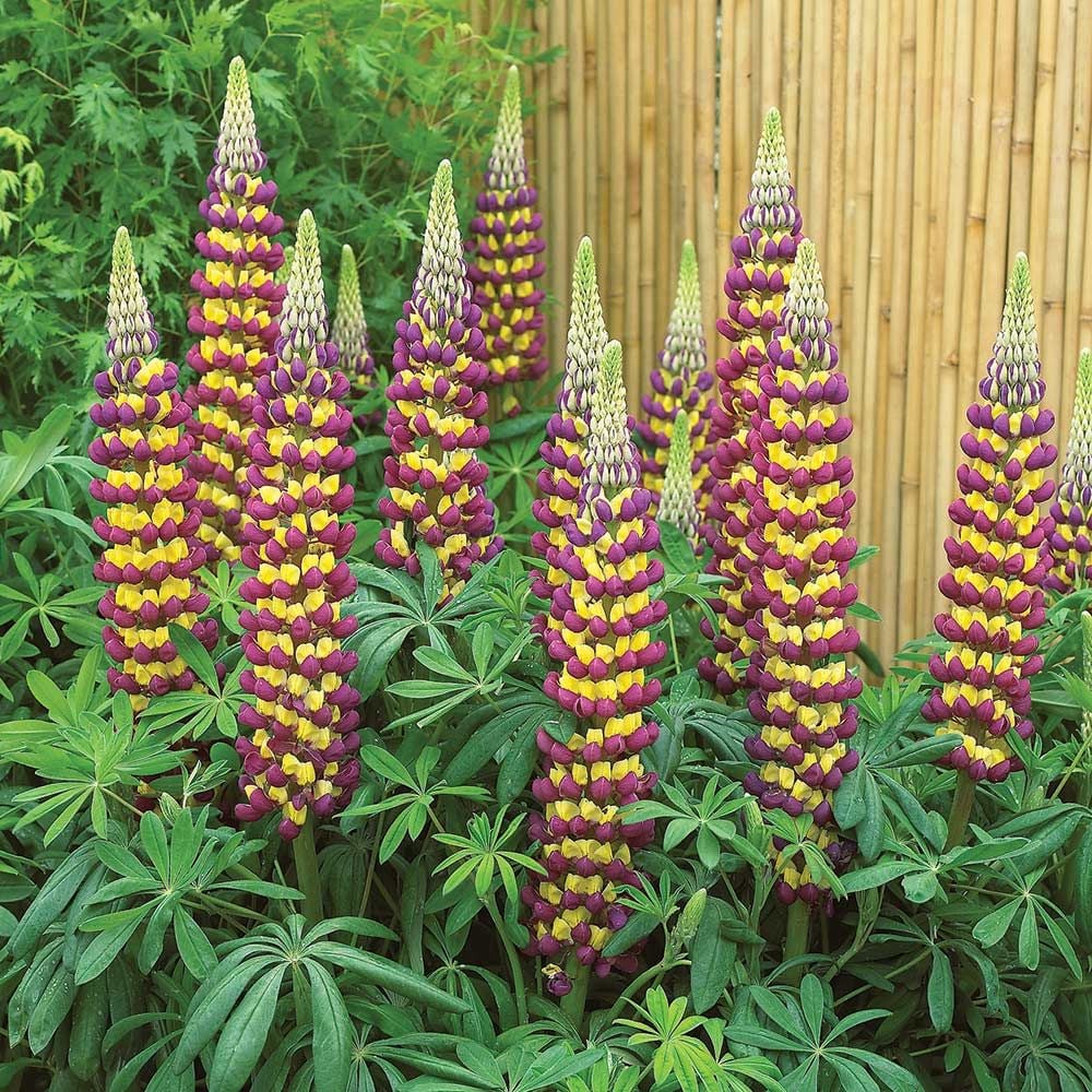 Lupinus 'Manhattan Lights'