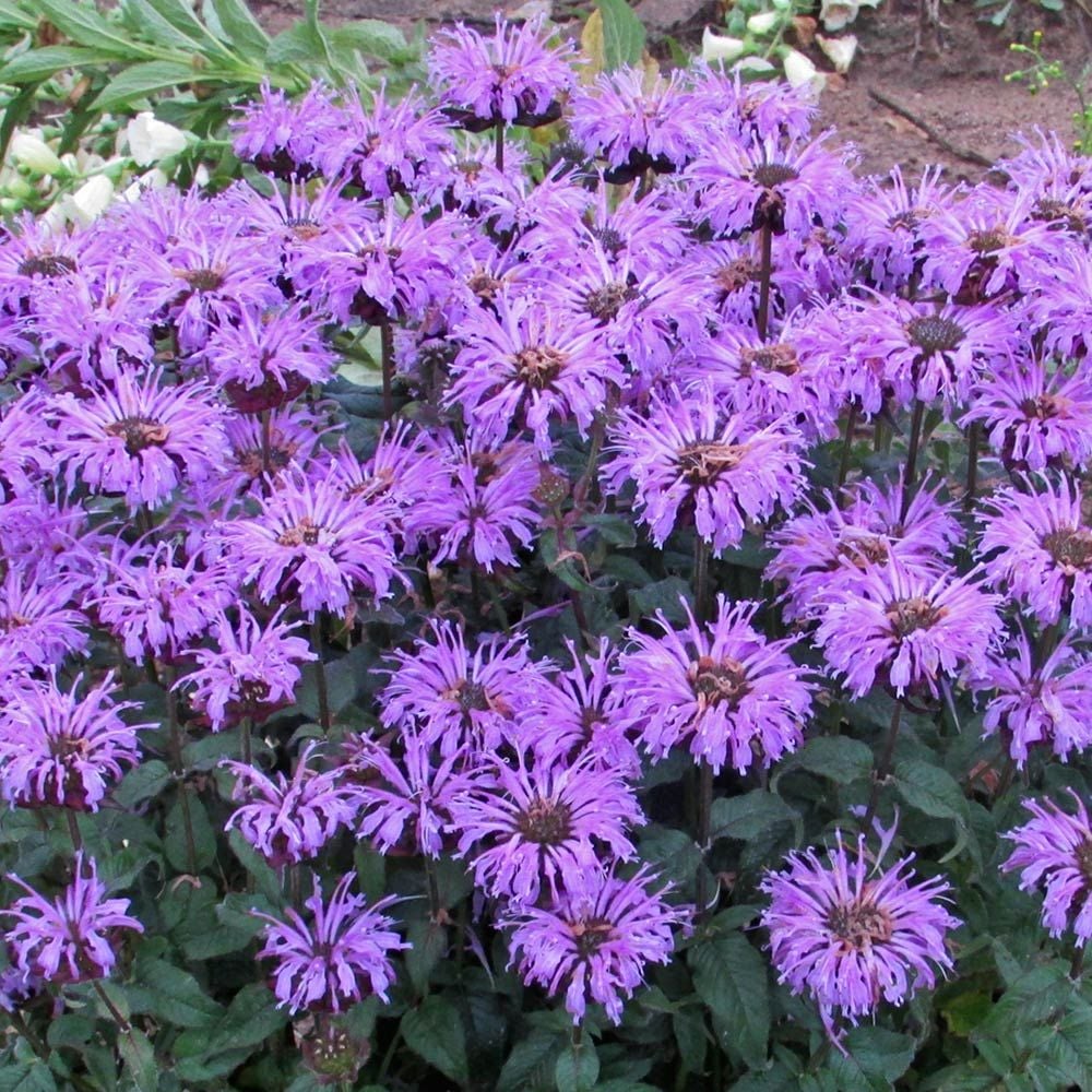 Monarda Sugar Buzz® 'Blue Moon'