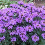  Monarda Sugar Buzz® 'Blue Moon'