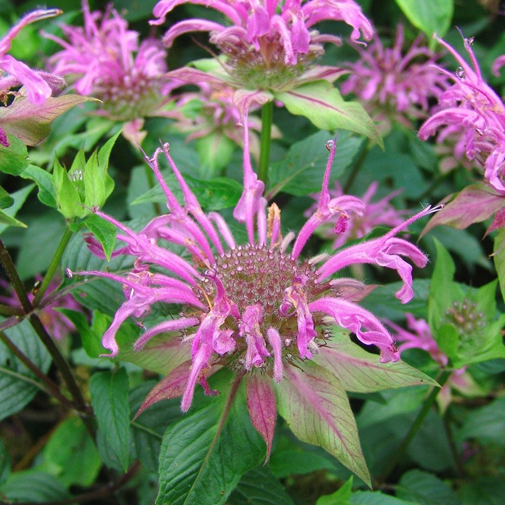 Monarda fistulosa