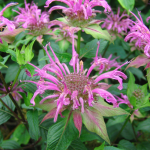  Monarda fistulosa