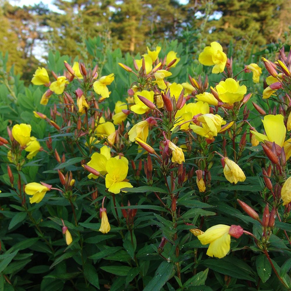 Oenothera fruticosa 'Fireworks'