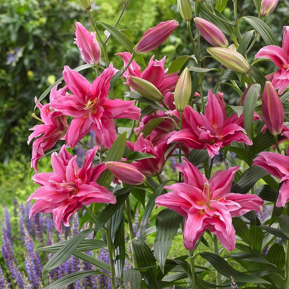 Lilium Roselily Elena®