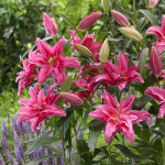  Lilium Roselily Elena®