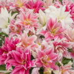  Summer Magic Roselily Lilium Mix