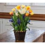  Breath of Spring Bulb Collection in medium woven basket