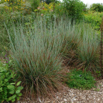  Ornamental Grass: Schizachyrium scoparium 'Standing Ovation' - 1 quart pot