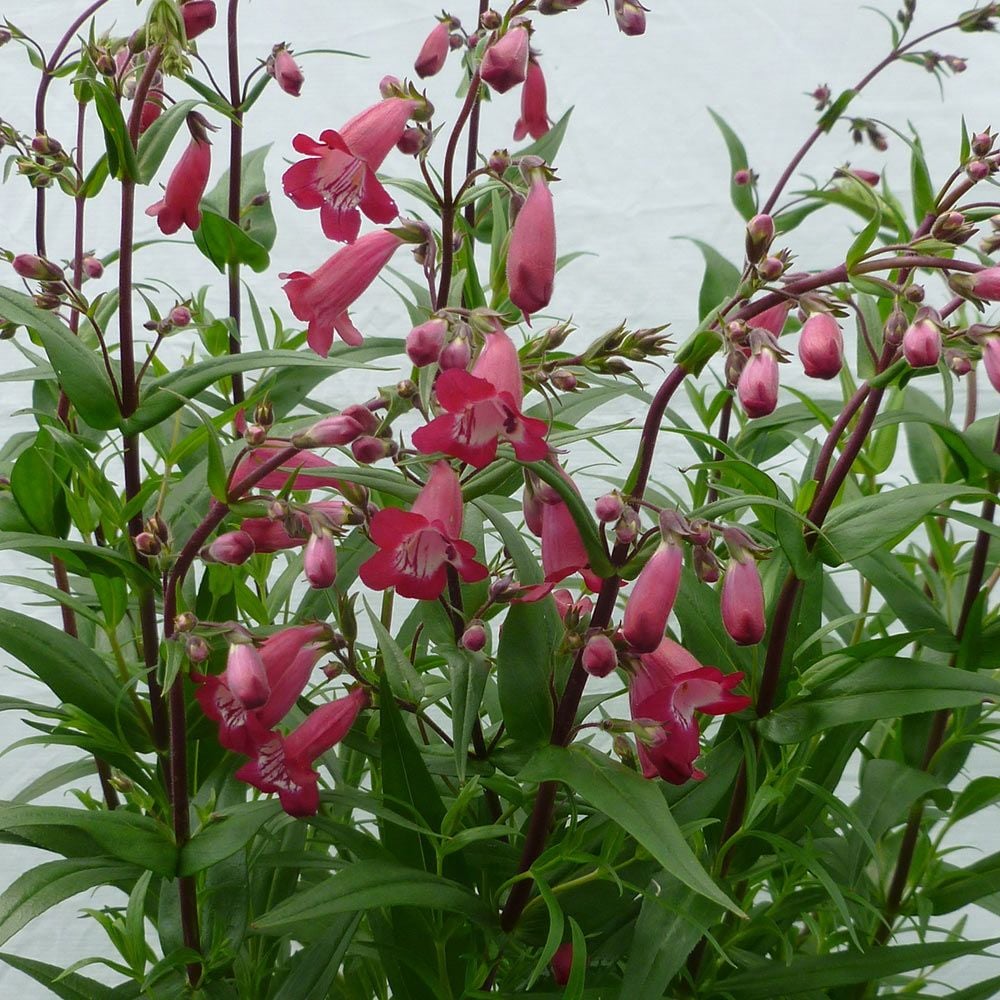 Penstemon MissionBells™ Deep Rose