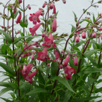  Penstemon MissionBells™ Deep Rose