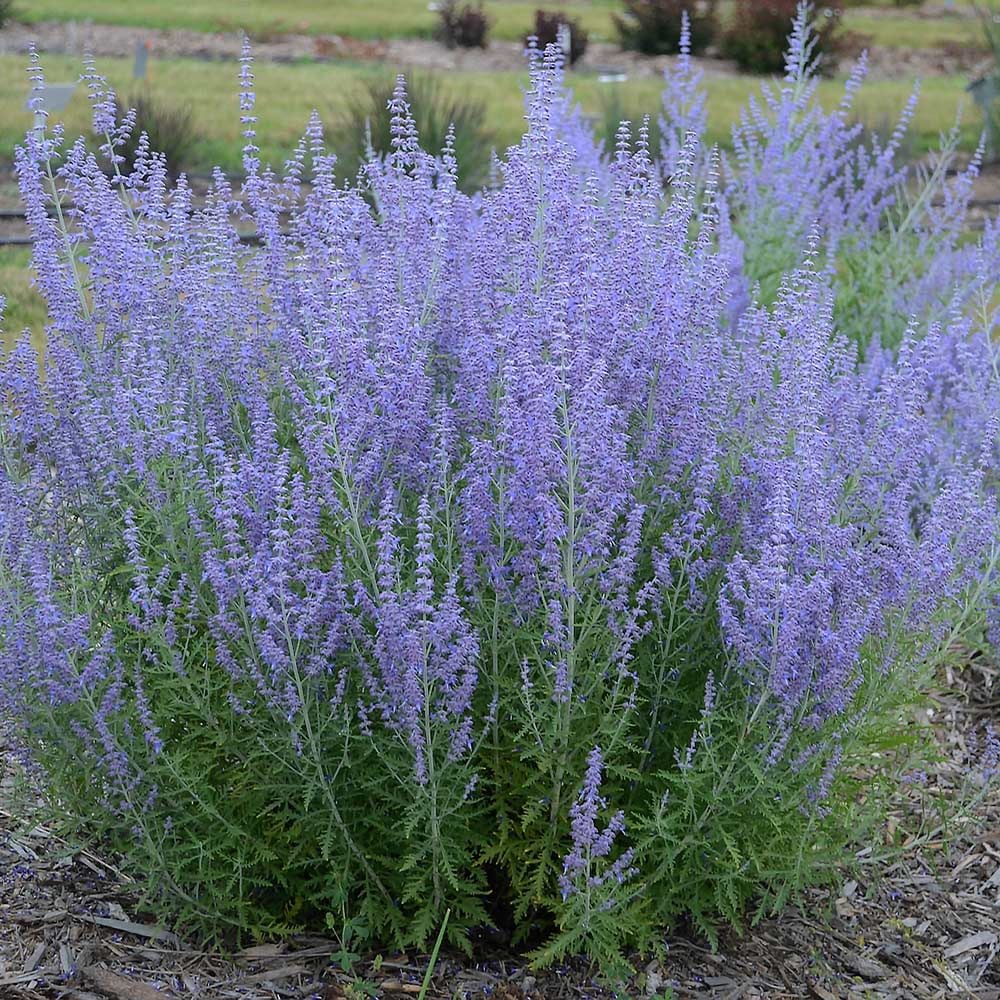 Perovskia atriplicifolia 'Blue Jean Baby'