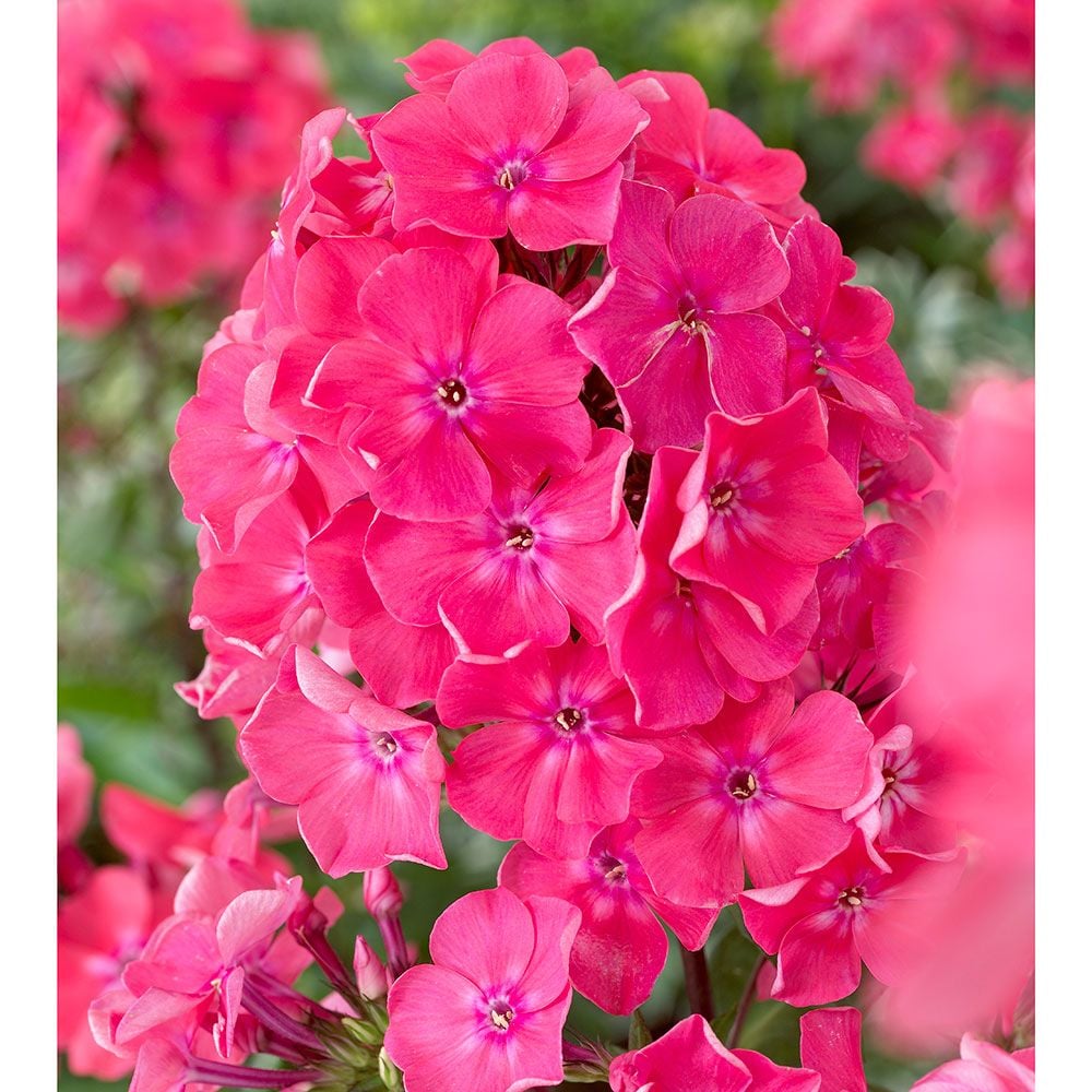 Phlox paniculata 'Watermelon Punch'