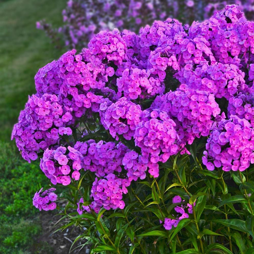 Phlox 'Fashionably Early Flamingo'