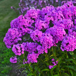  Phlox 'Fashionably Early Flamingo'