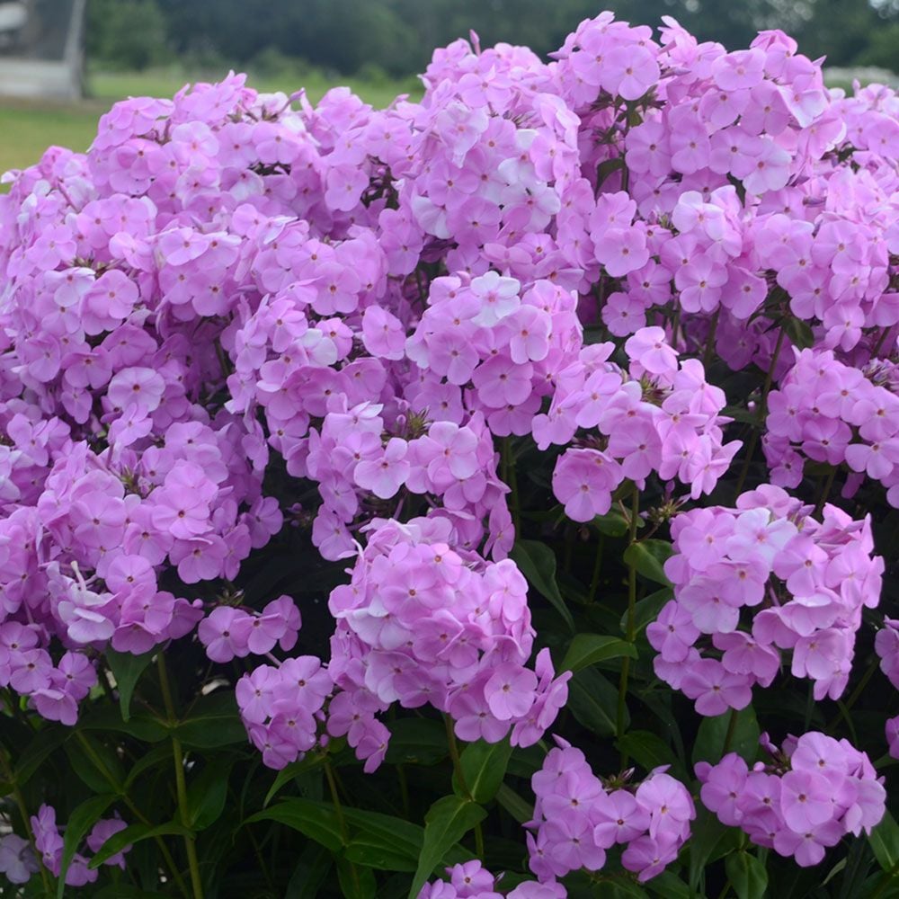 Phlox 'Fashionably Early Princess'