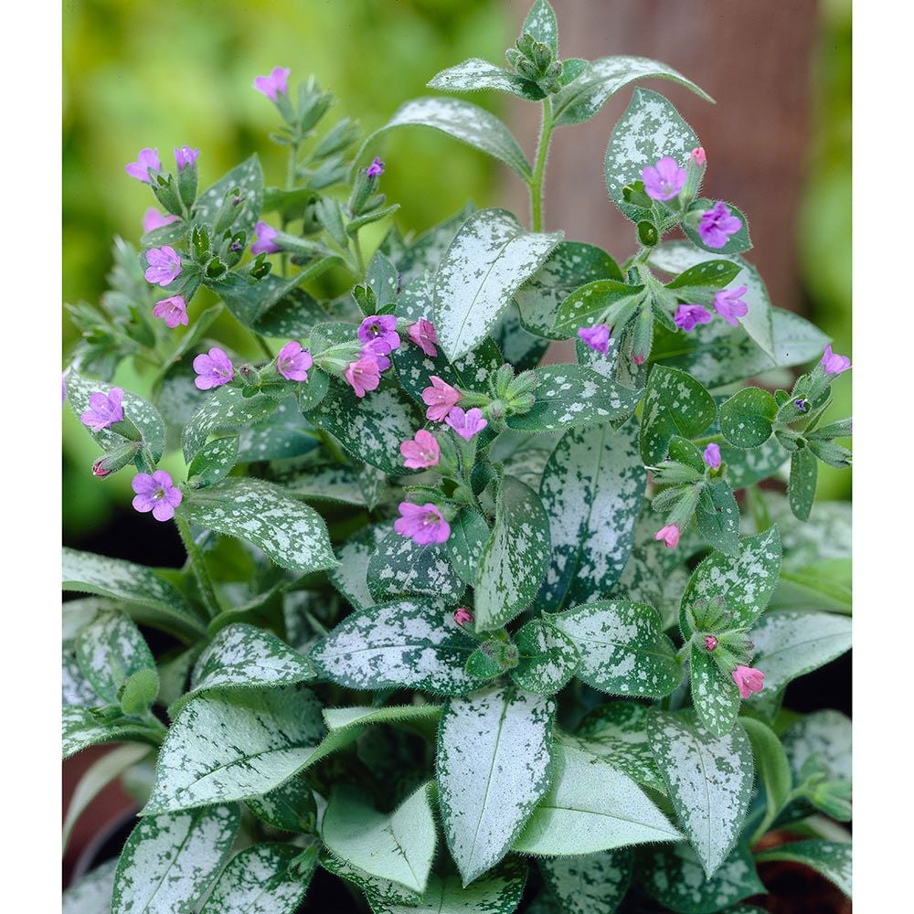 Pulmonaria Majeste | White Flower Farm