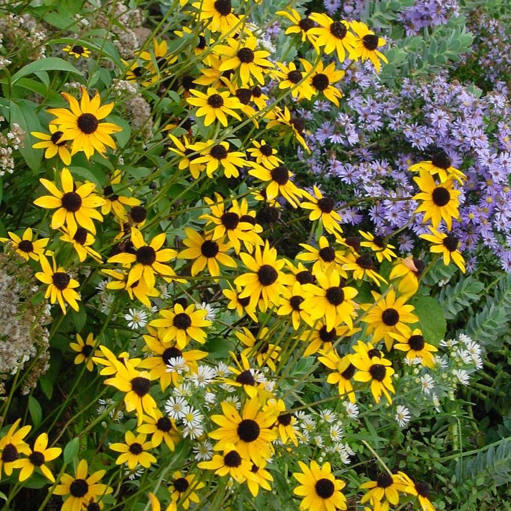 Rudbeckia fulgida var. fulgida