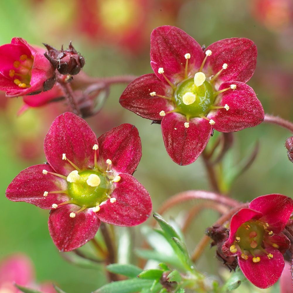 Saxifraga x arendsii Touran™ Scarlet | White Flower Farm