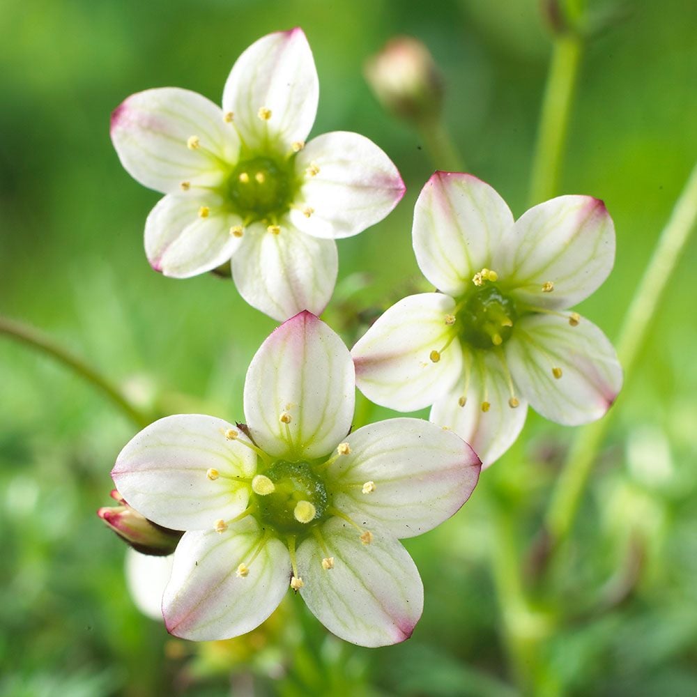 Saxifraga x arendsii Touran™ White