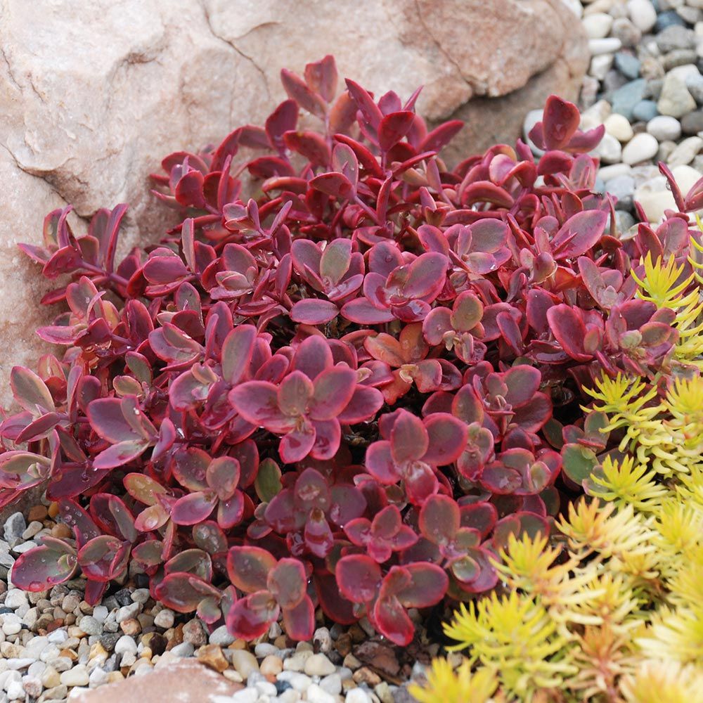 Sedum SunSparkler® Wildfire White Flower Farm