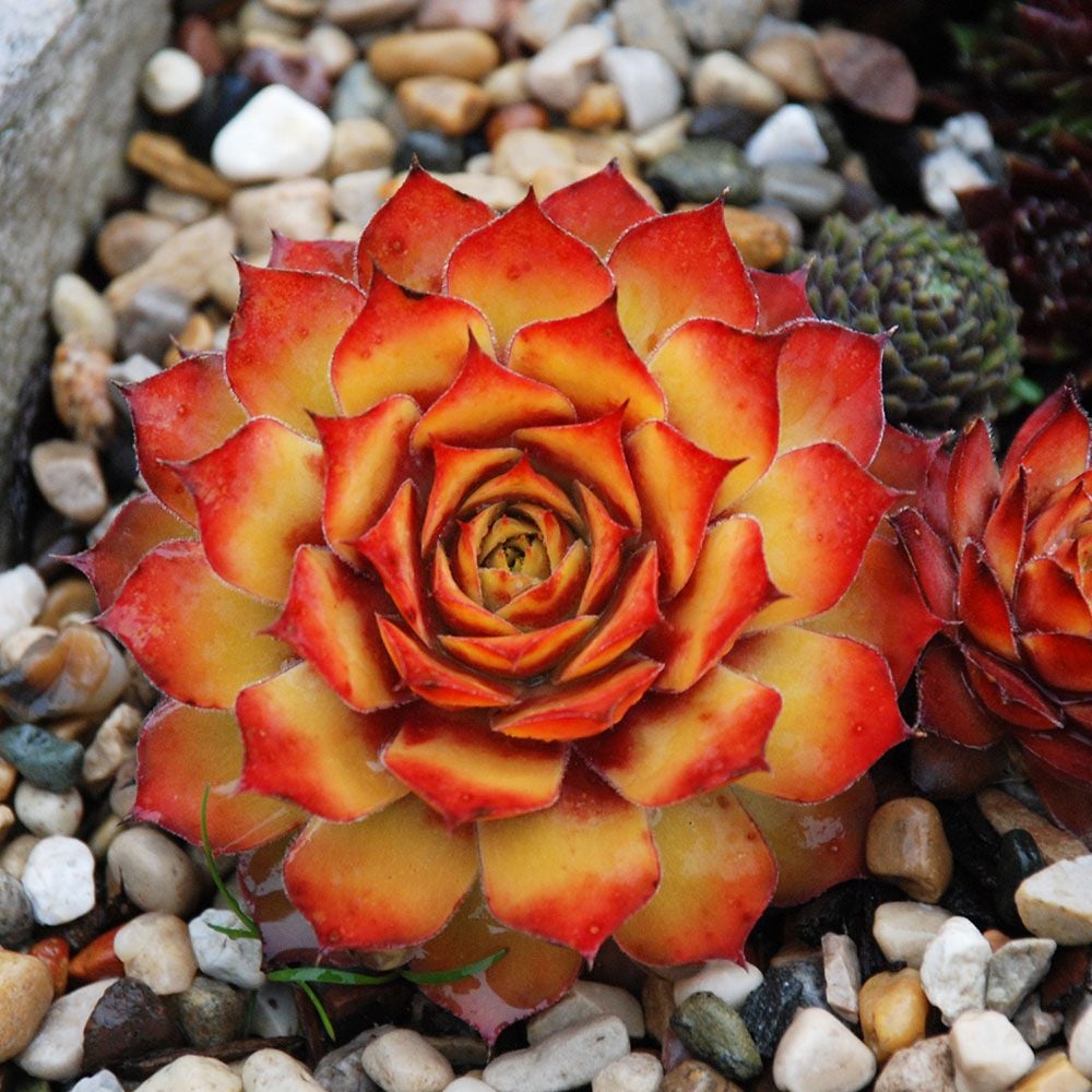 Sempervivum Chick Charms® 'Gold Nugget'