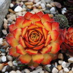  Sempervivum Chick Charms® 'Gold Nugget'