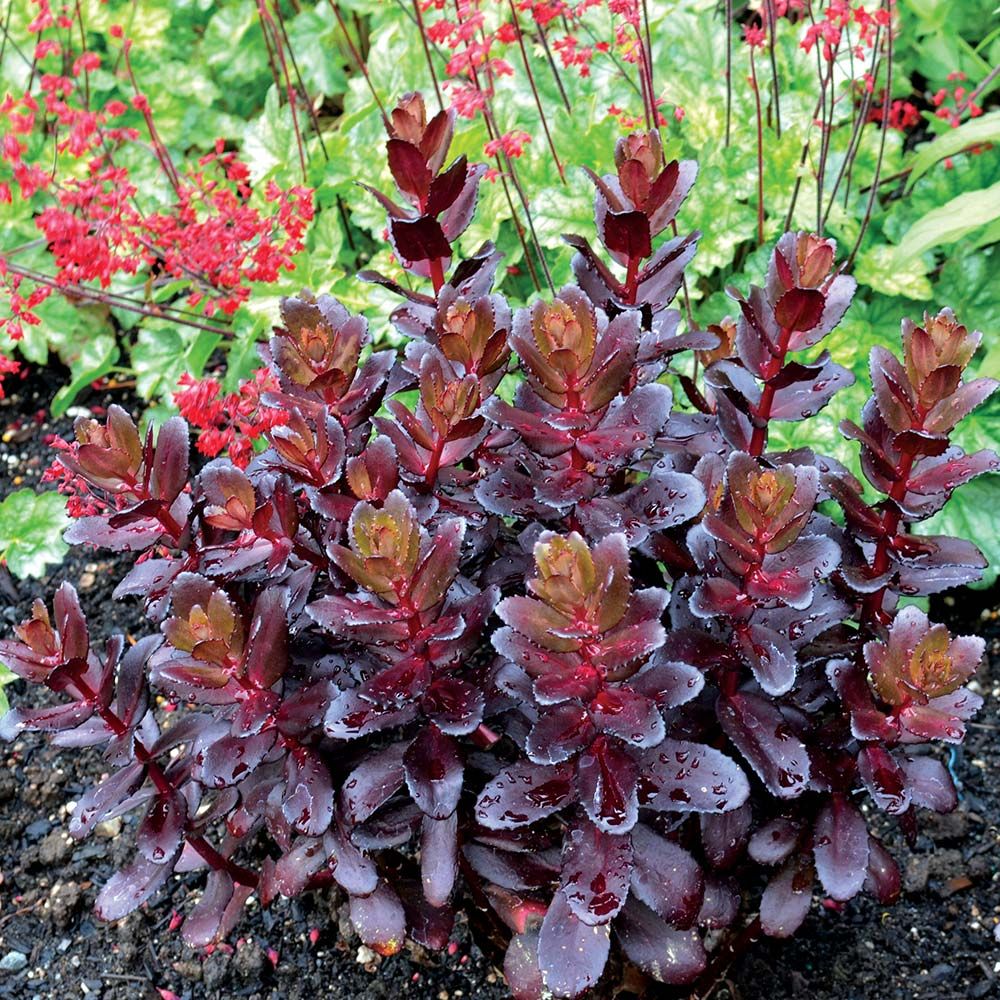 Sedum telephium 'Touchdown Teak'