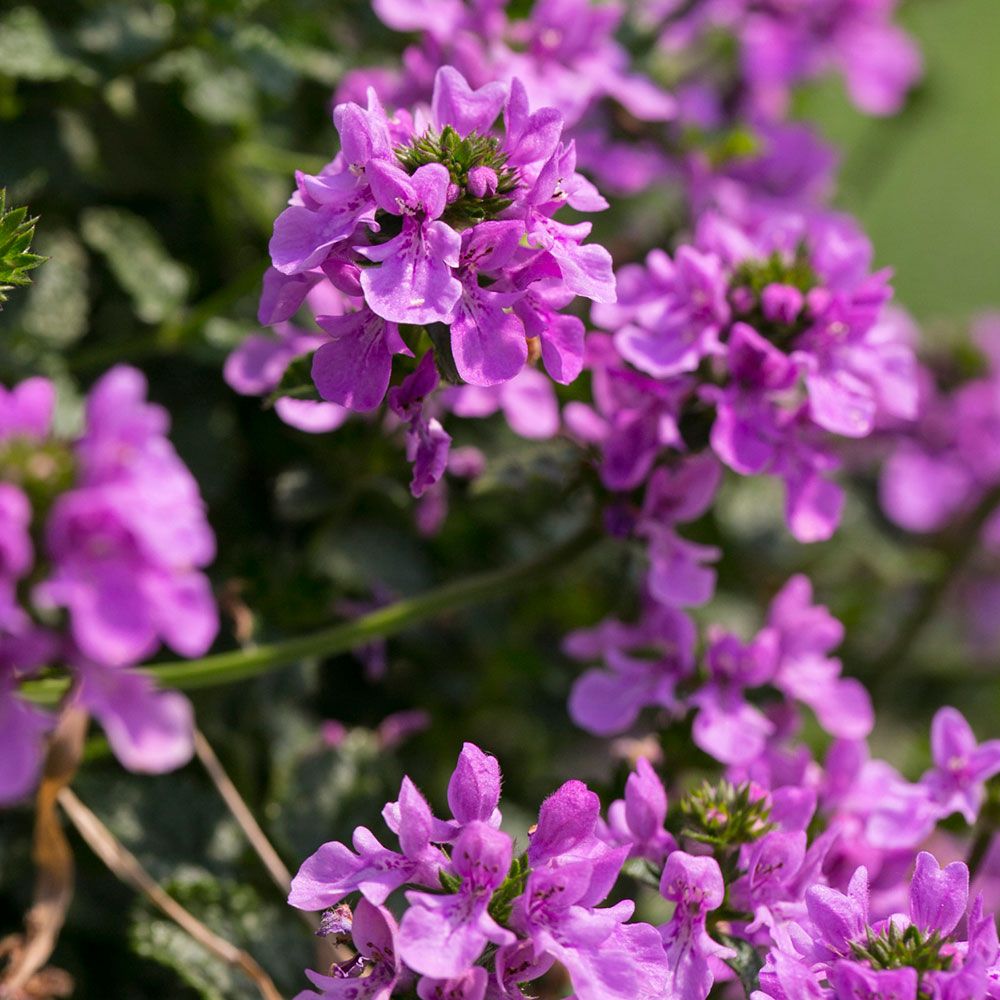 Stachys 'Lilac Falls'