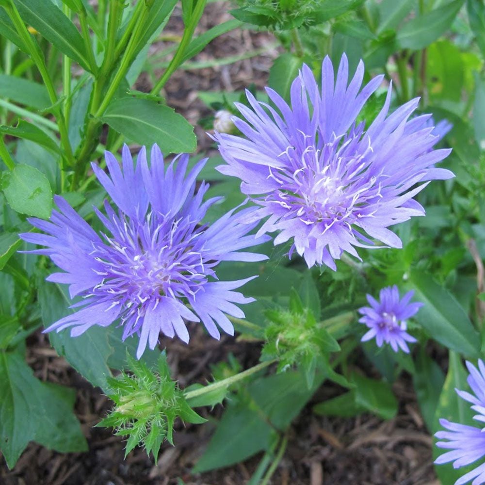 Stokesia laevis 'Mel's Blue'