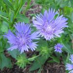  Stokesia laevis 'Mel's Blue'