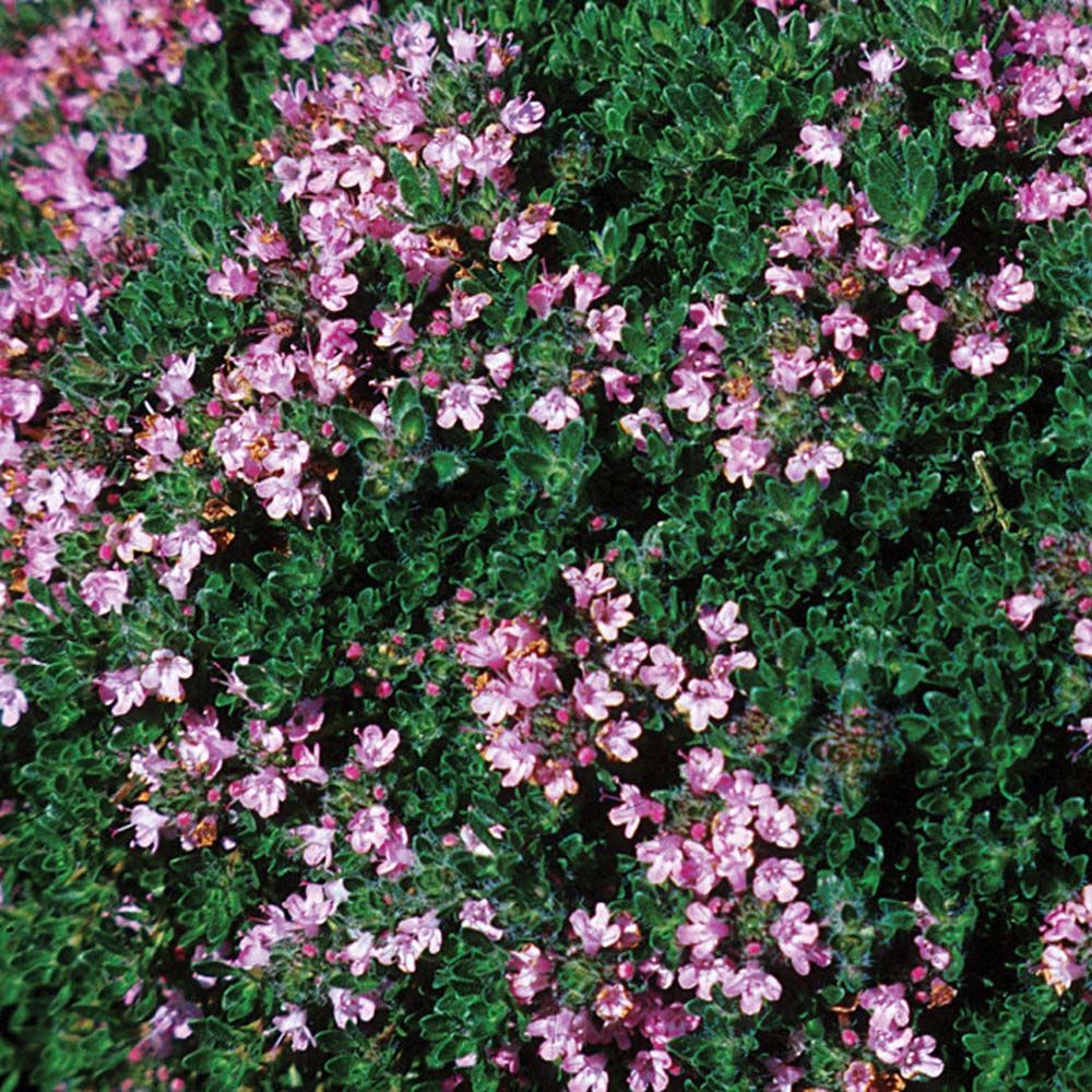Thymus serpyllum 'Pink Chintz'